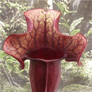 Sarracenia Purpurea 